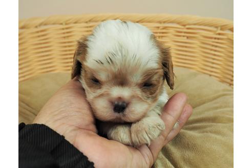 成約済の埼玉県のキャバリアキングチャールズスパニエル-121572の1枚目